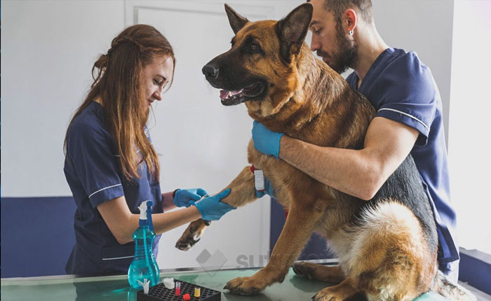 curso servicios veterinarios